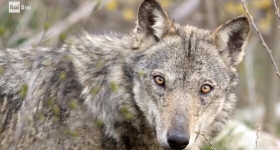 Di là dal fiume e tra gli alberi - RAI Ufficio Stampa