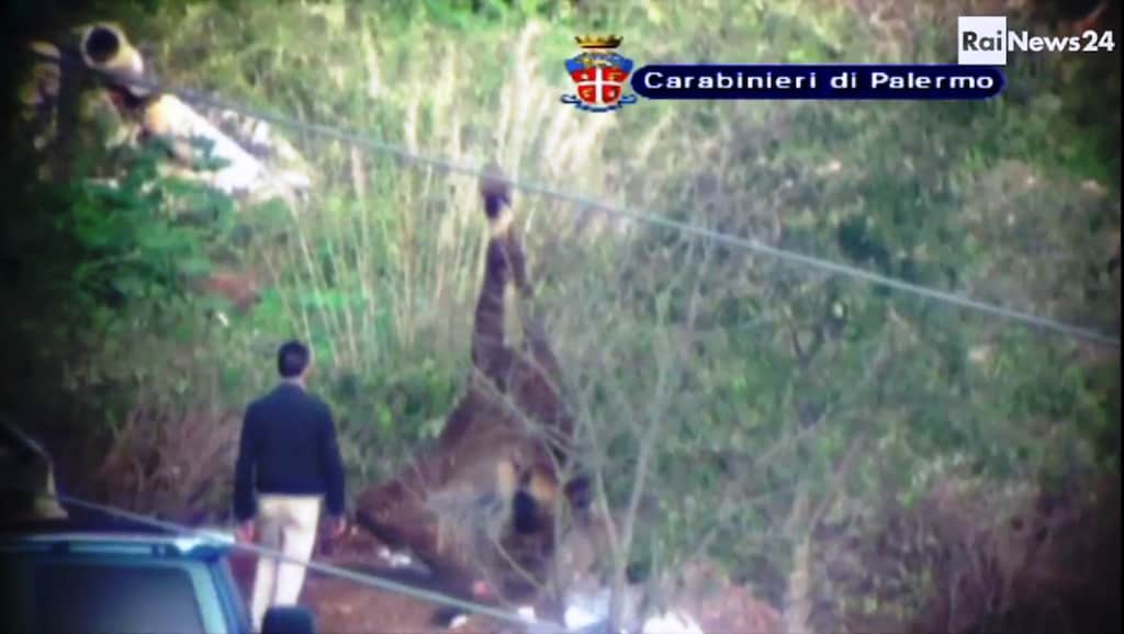 Cavallo Morto Video Rai News