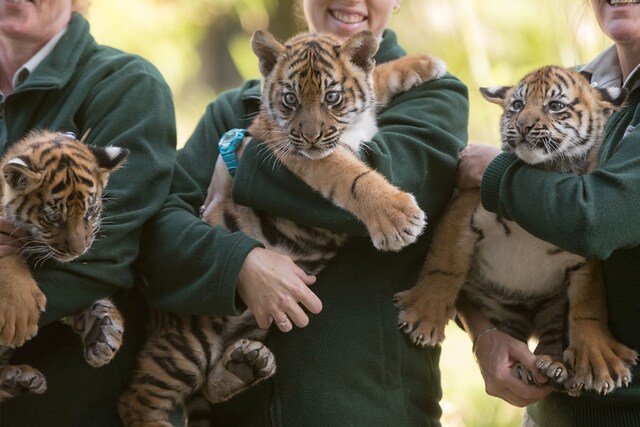 Risultati immagini per taronga zoo di sydney