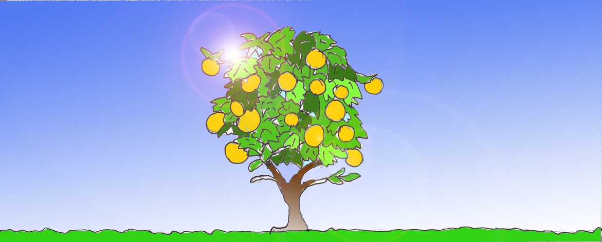 Immagine di un albero d'arancio (Per leggerne la descrizione proseguire nel link). Si vede al centro un piccolo e frondoso albero carico di frutti. Sullo sfondo un cielo sereno, illuminato da un sole dorato.