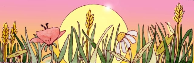 Immagine floreale (Per leggerne la descrizione proseguire nel link) Si vede una bordura di fiori - papaveri e margherite - e foglie sullo sfondo di un cielo al tramonto.