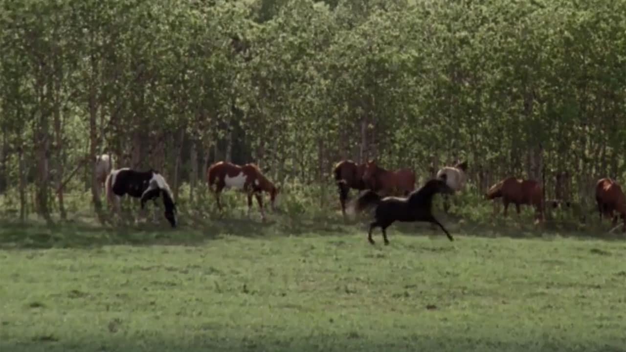 Rai Premium Heartland S2E1 - Il cavallo fantasma