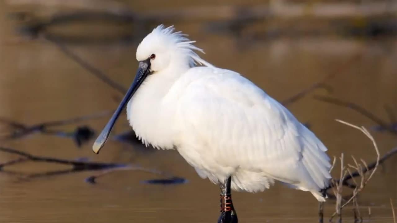 Rai 5 Wild Italy: I predatori del fiume - S5E8