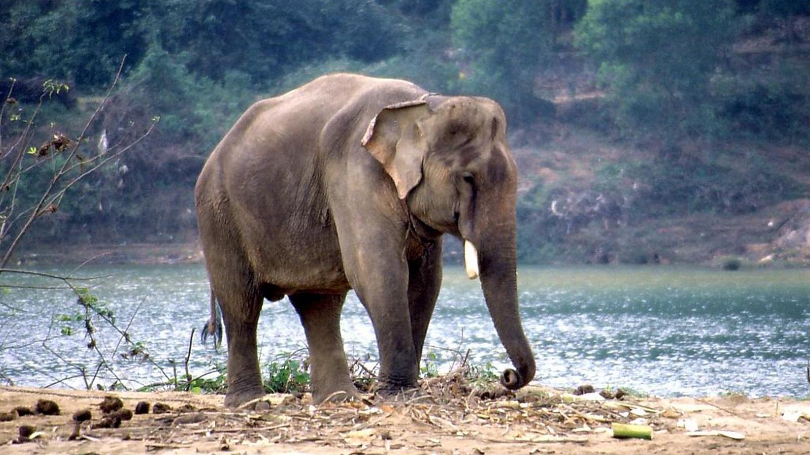 Indian elephant altea