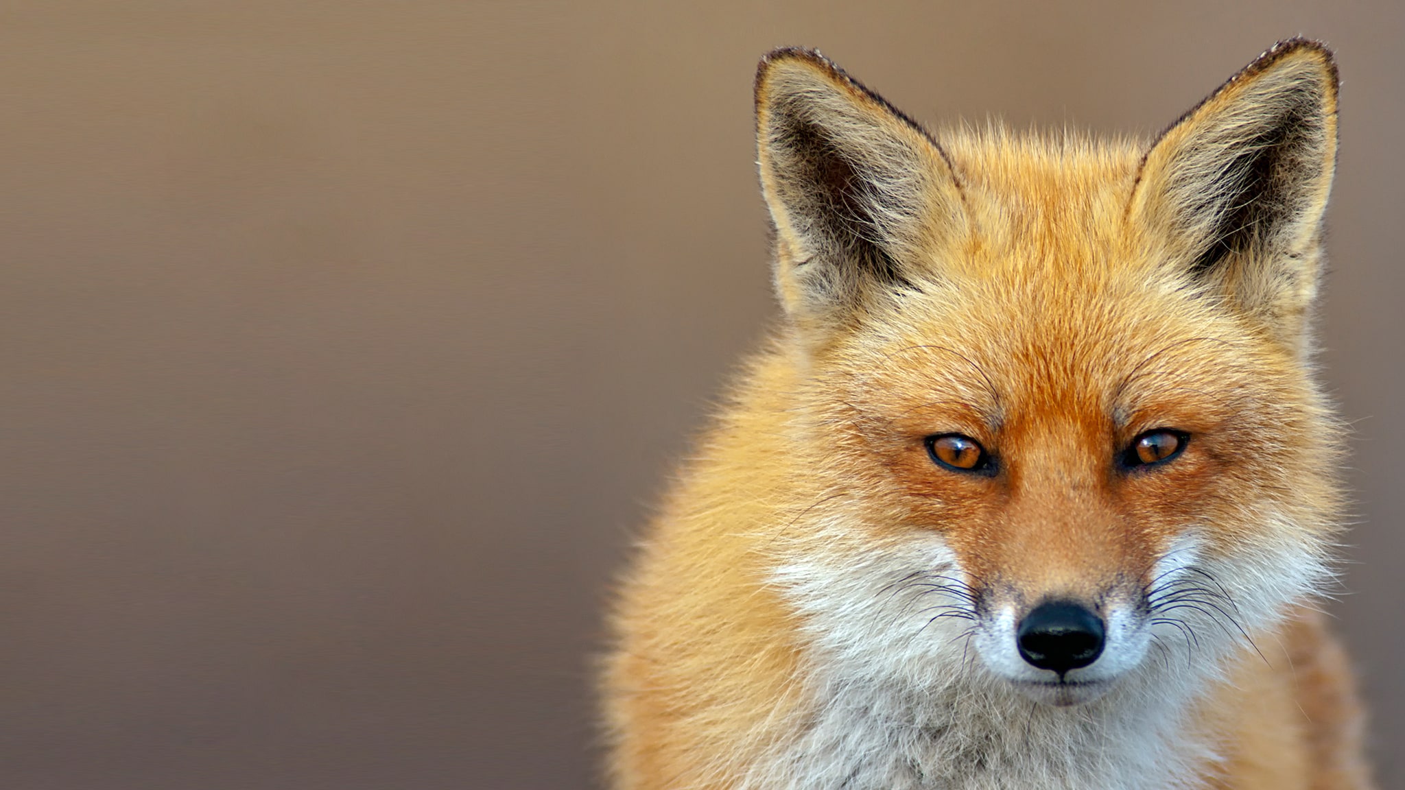 Rai Scuola I ladri più coraggiosi della natura