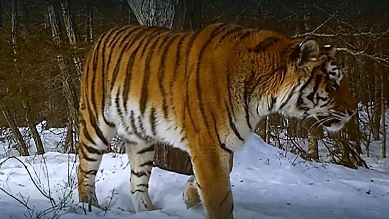 Rai 5 Operazione tigre siberiana - S1E2