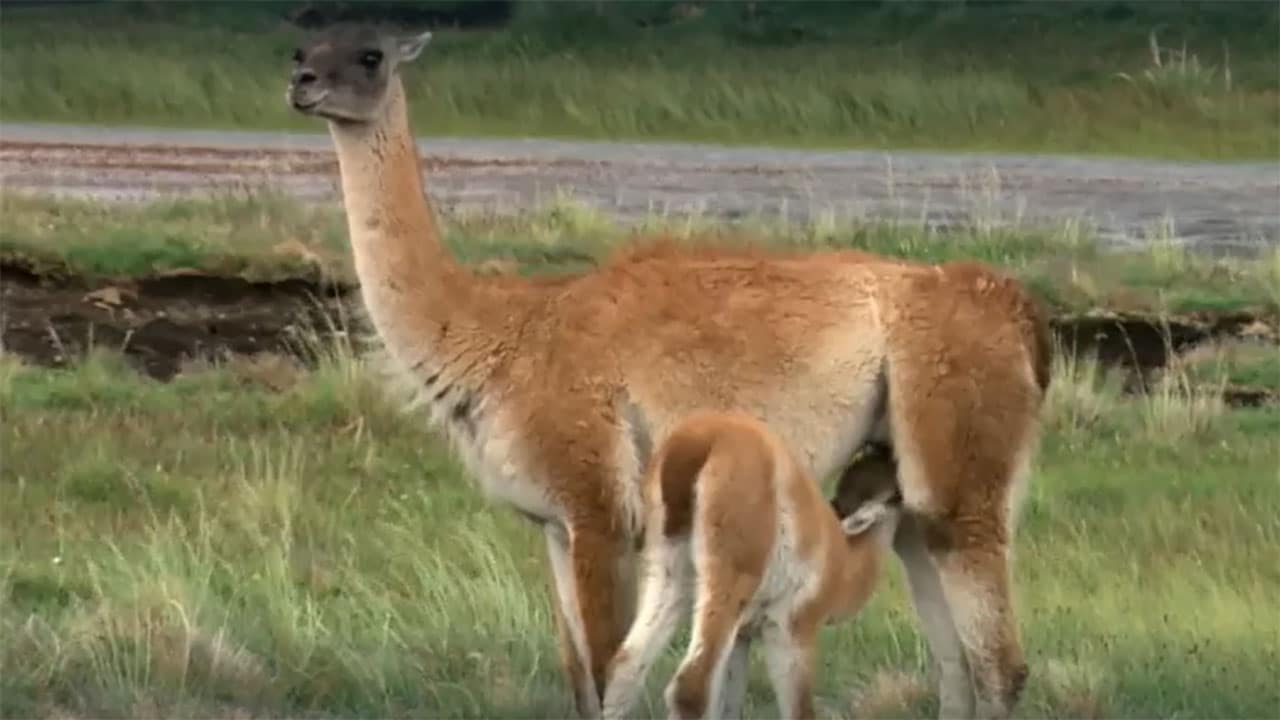 Rai 5 Wild Perù S1E1 - La costa selvaggia