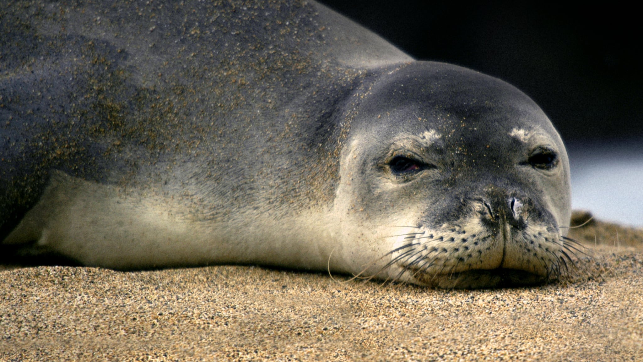 Rai Scuola Sonno segreto, la foca monaca del Medite