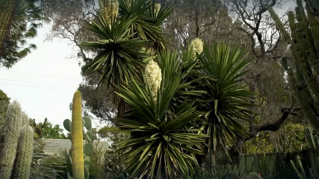 Rai 5 Giardini fantastici e dove trovarli  S4E1 - Il giardino di Ruth Bancroft