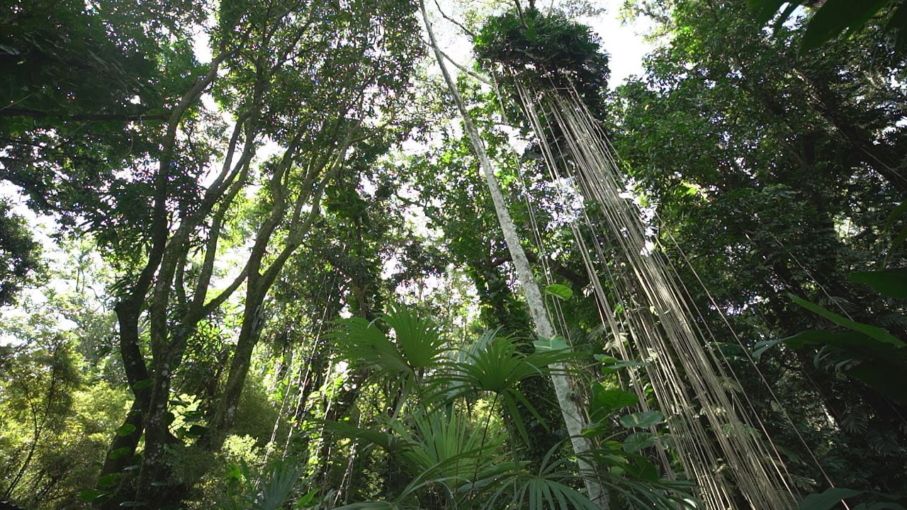 Rai 5 Giardini fantastici e dove trovarli S4E8 - Sito Burle Marx