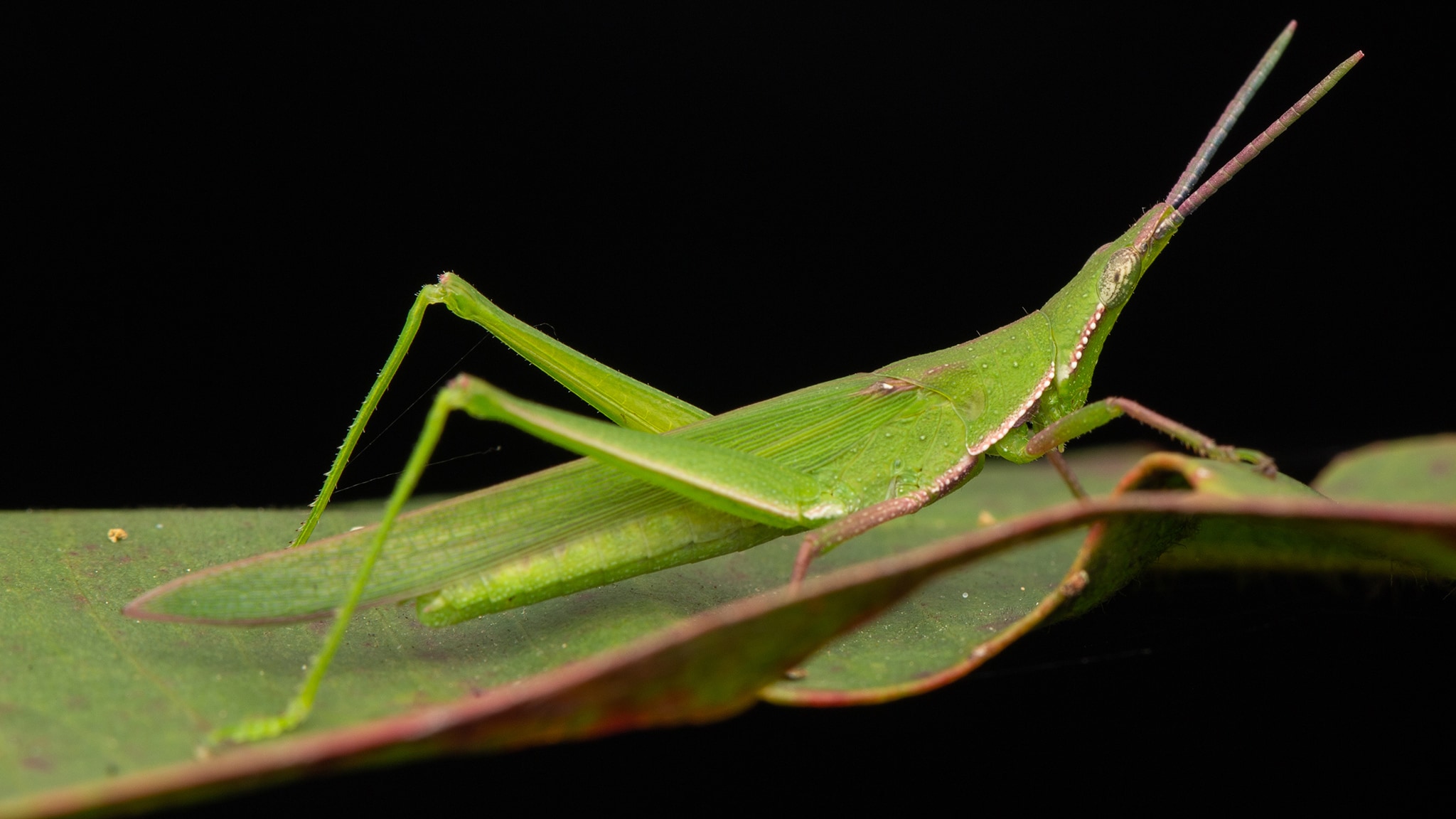 Rai Scuola Gli insetti delle foreste tropicali dell