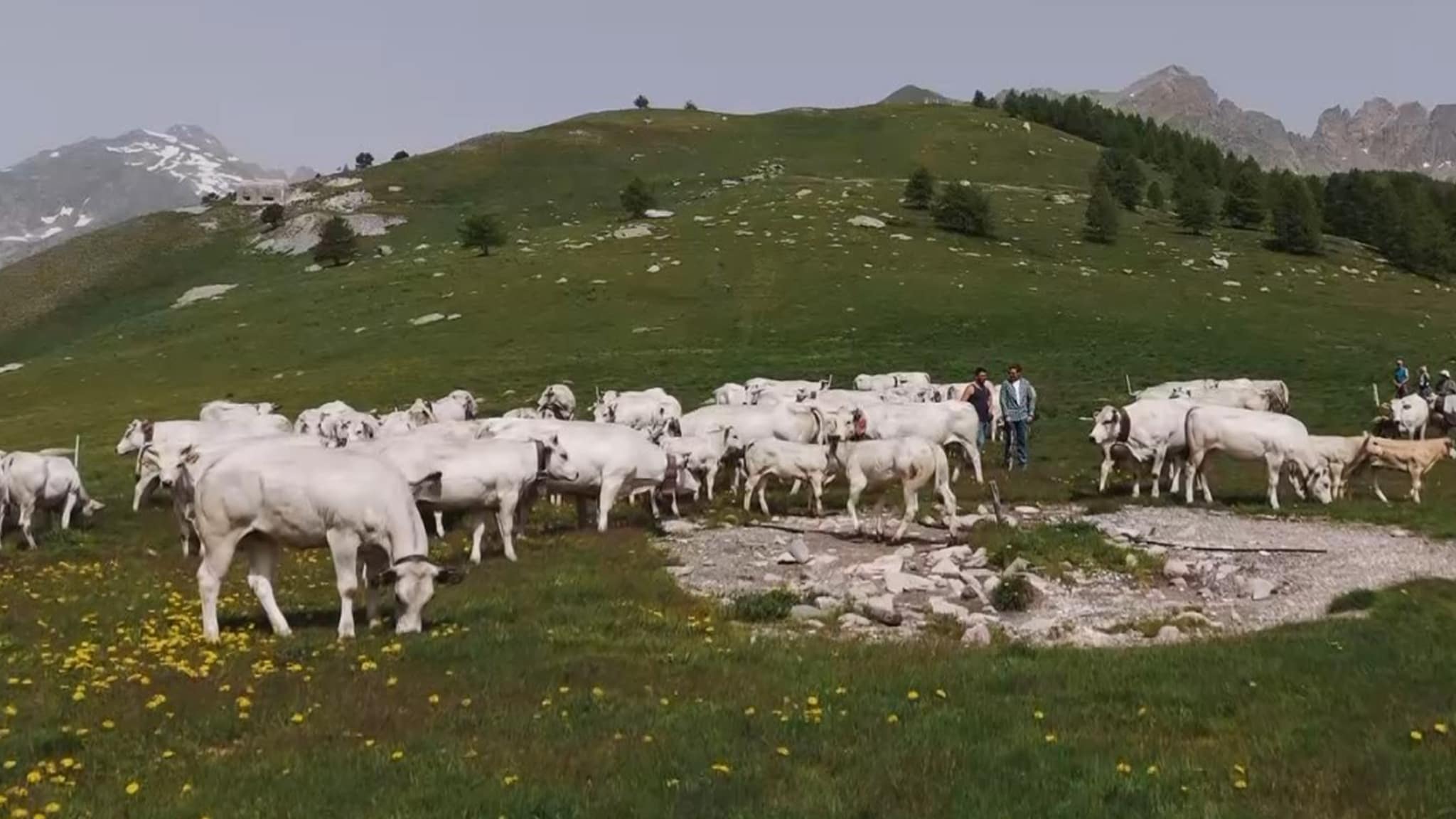 Rai 3 Transumanza. Il ritorno a casa