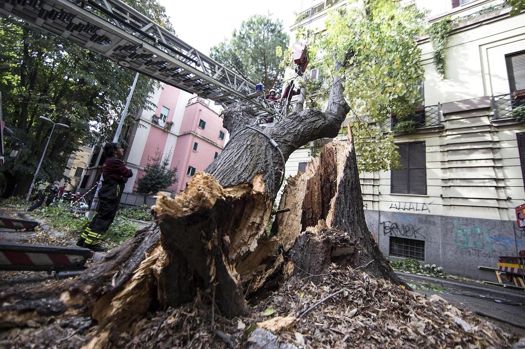 Roma, Alberi Abbattuti Dal Maltempo - Photogallery - Rai News