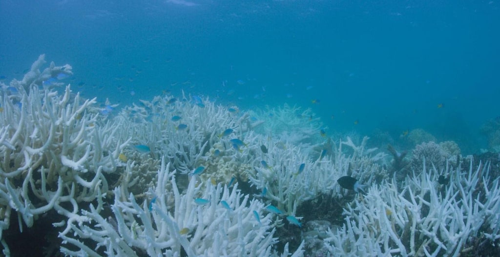 Si Sbianca La Barriera Corallina Australiana Colpa Del Riscaldamento