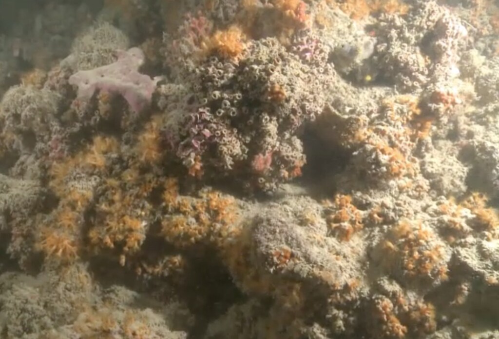 La Puglia come le Maldive. Ecco la barriera corallina al largo delle coste  di Monopoli - photogallery - Rai News