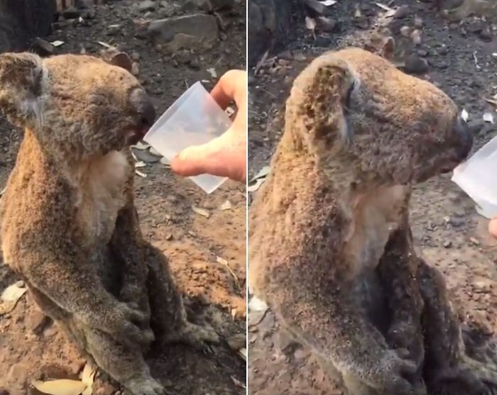 Koala sopravvissuto alle fiamme beve dalla mano del suo salvatore