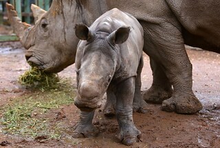 World Rhino Day, il piccolo rinoceronte bianco alla scoperta del mondo - Photogallery - Rai News